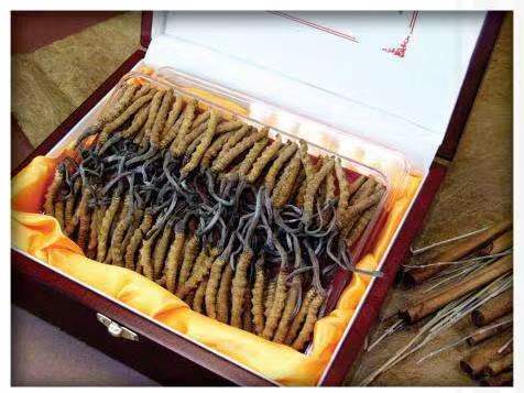 港口镇冬虫夏草回收